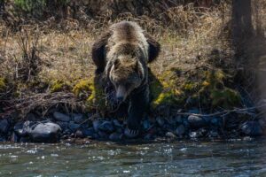 Grizzly along the shore of the North Fork of the Shoshone River during a Wyoming River Trips Full Day river adventure. Photo: Rick Blanchard